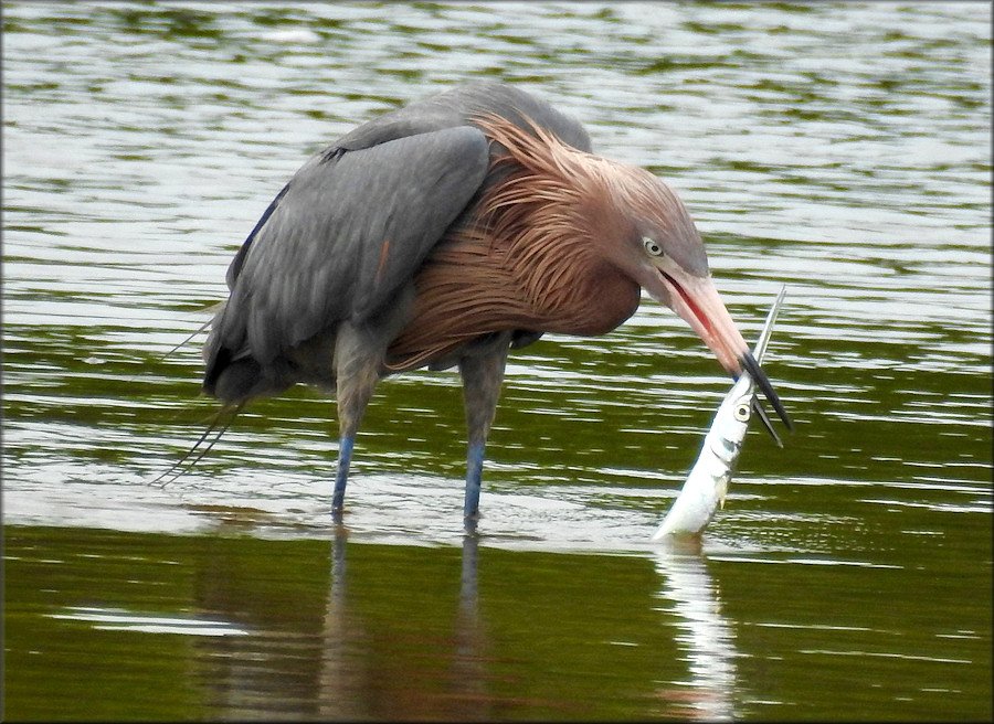 Egretta rufescens Reddish Egret