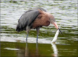 Egretta rufescens Reddish Egret