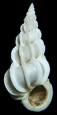 Epitonium apiculatum (Dall, 1889)