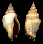 Canarium erythrinum (Dillwyn, 1817)