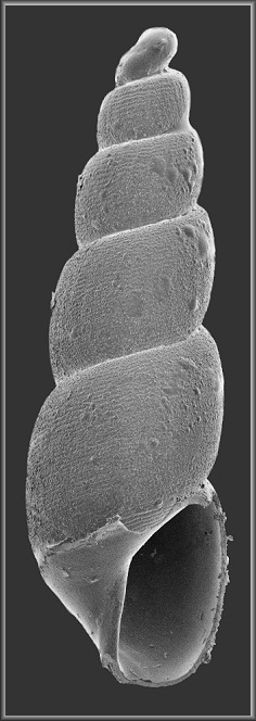 Ebala resticula (Dall, 1889) Rope Pyram