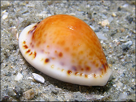 Erosaria acicularis (Gmelin, 1791) Atlantic Yellow Cowrie