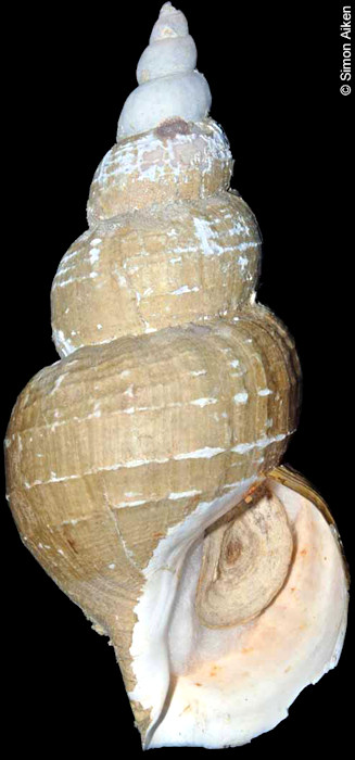 Buccinum ectomycina Dall, 1907