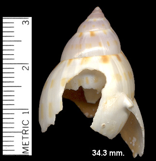 Casmaria ponderosa atlantica Clench, 1944