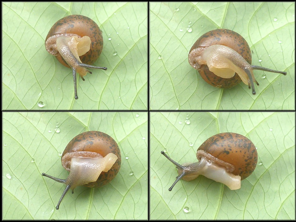 Stenotrema stenotrema (L. Pfeiffer, 1842) Inland Slitmouth