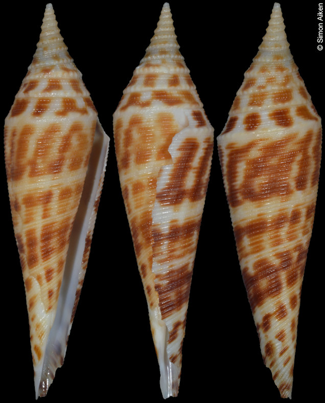 Conus edpetuchi (Monnier, Limpalaër, Roux, and Berschauer, 2015)