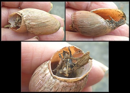 Euglandina rosea (Frussac, 1821) Predation By Probable Mammal