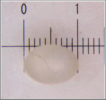 Glyphyalinia wheatleyi (Bland, 1883) Bright Glyph Eggs