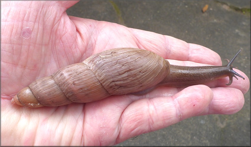 Euglandina rosea (Frussac, 1821) Rosy Wolfsnail Large Specimens