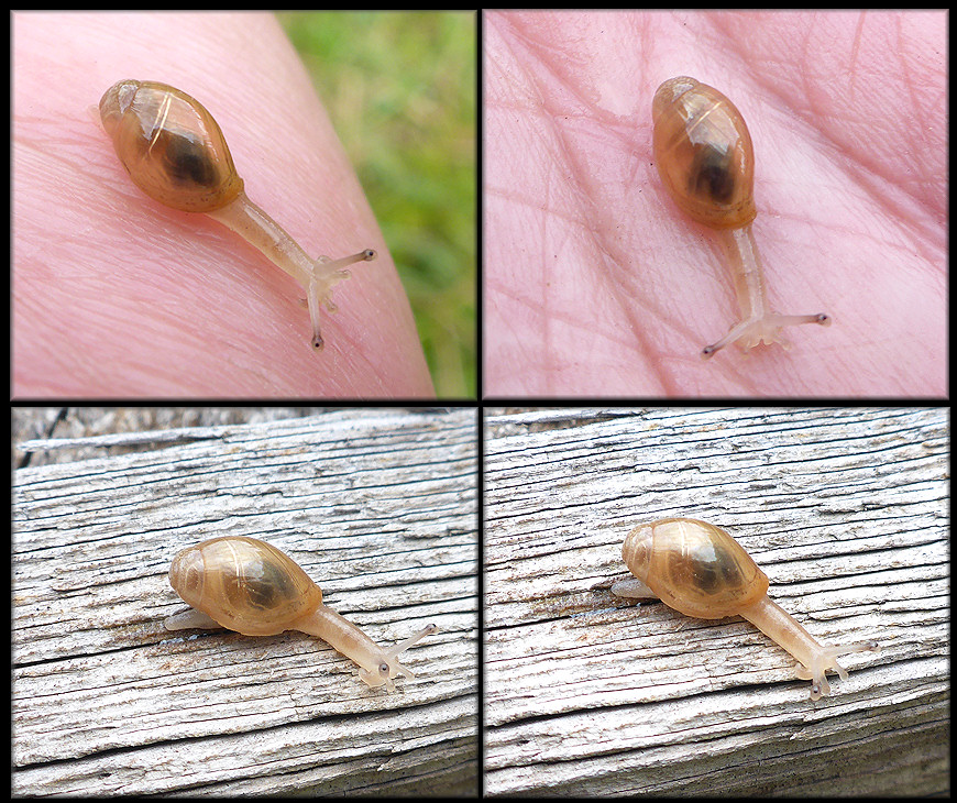 Euglandina rosea (Frussac, 1821) Juvenile