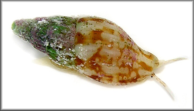 Costoanachis scutulata (Reeve, 1859)