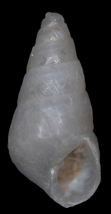 Eulimastoma canaliculatum (C. B. Adams, 1858)