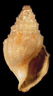 Gymnobela extensa (Dall, 1881)