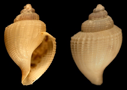 Gymnobela blakeana (Dall, 1889)