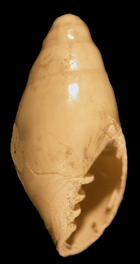 Dentimargo fusinus (Dall, l881)