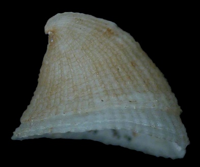 Emarginula tuberculosa Libassi, 1859