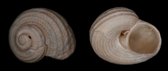 Parviturboides interruptus (C. B. Adams, 1850)