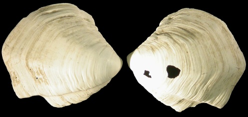 Thyasira trisinuata (d'Orbigny, 1853)