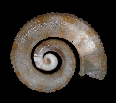 Spirolaxis centrifuga (Monterosato, 1890)