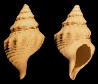 Pleurotomella ipara (Dall l881)