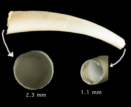 Siphonodentalium cf. lobatum  (G. B. Sowerby II, l860)