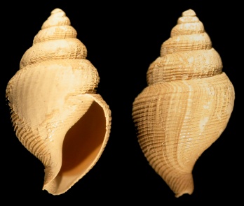 Gymnobela fredericqae Garca, 2005