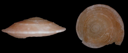 Discotectonica discus (Philippi,1844)