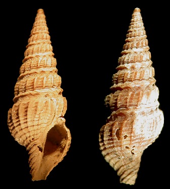 Strictispira species