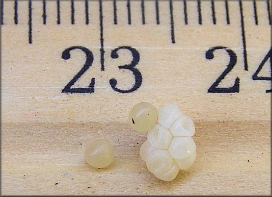 Daedalochila auriculata (Say, 1818) Eggs