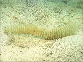 Melongena melongena (Linnaeus, 1758) Egg Capsules