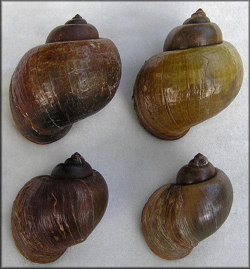 Pomacea canaliculata dead collected 8/22/2007 (52-67 mm.)