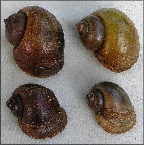 Pomacea canaliculata dead collected 8/22/2007 (52-67 mm.)