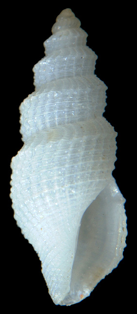 Platycythara elata (Dall, 1889) Erect Mangelia