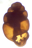 Vertigo elatior Sterki, 1894 (2.1 mm.)