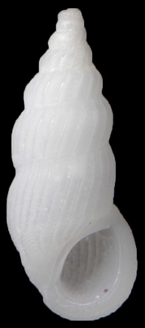 Rissoina elegantissima (d’Orbigny, 1842)