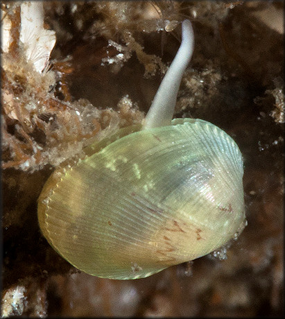 Musculus lateralis (Say, 1822) Lateral Mussel