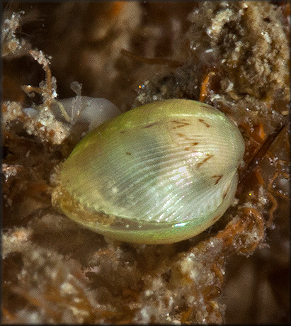 Musculus lateralis (Say, 1822) Lateral Mussel