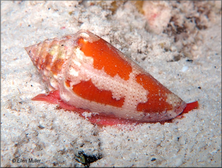 Conus aurantius Hwass in Bruguire, 1792