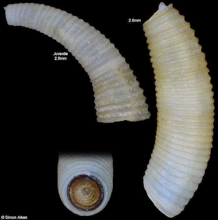 Caecum elongatum Carpenter, 1857