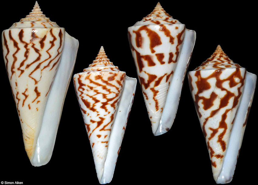 Conus emarginatus Reeve, 1844