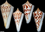 Conus emarginatus Reeve, 1844