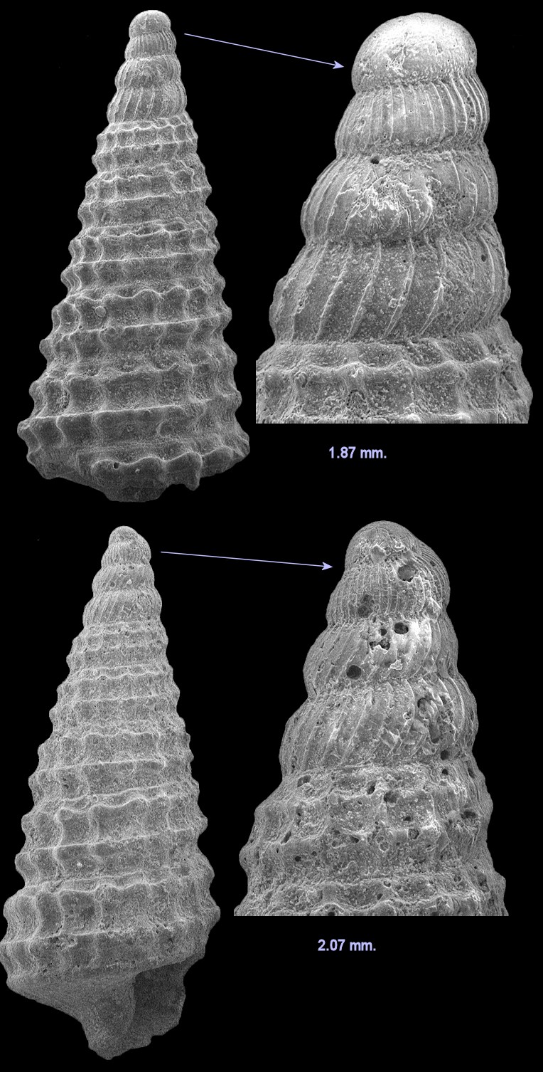 Retilaskeya emersonii (C. B. Adams, 1839) Emersons Miniature Cerith