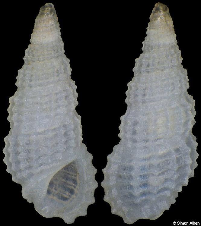 Phosinella emina (Laseron, 1956)