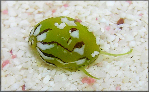 Smaragdia viridis (Linnaeus, 1758) "Emerald Nerite"