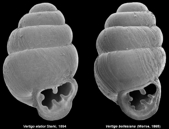 Vermont Vertigo Species (Vertigo elatior | Vertigo bollesiana)