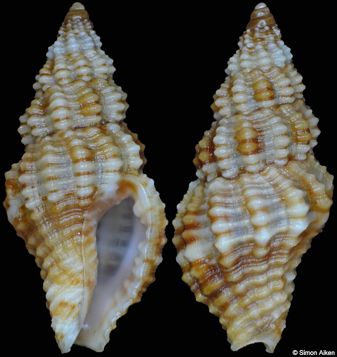 Engina obliquicostata Reeve, 1846