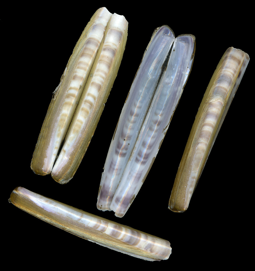 Ensis leei Huber, 2015 Atlantic Jackknife Clam