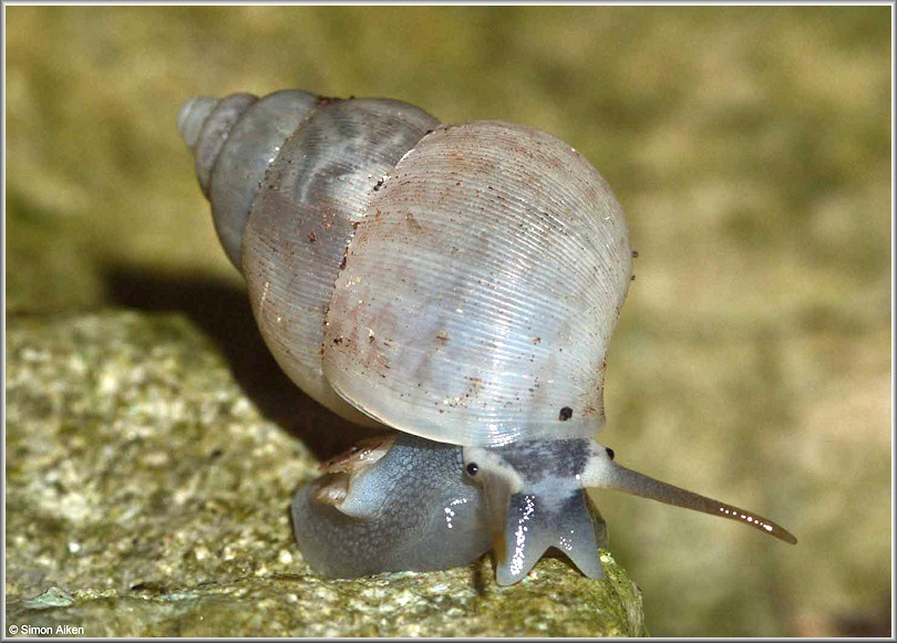 Kisslingia poloensis Bartsch, 1946 Juvenile