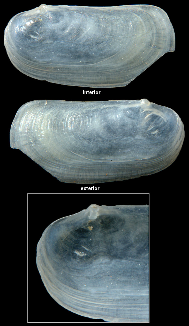 Ensitellops pilsbryi (Dall, 1899) (single valve)