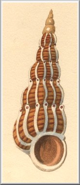 Boreoscala greenlandica (G. Perry, 1811)